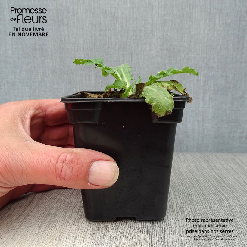 Exemplaar van Papaver orientale Beauty of Livermere - Oosterse papaver Kweekpotje van 7/8 cm zoals geleverd in de herfst