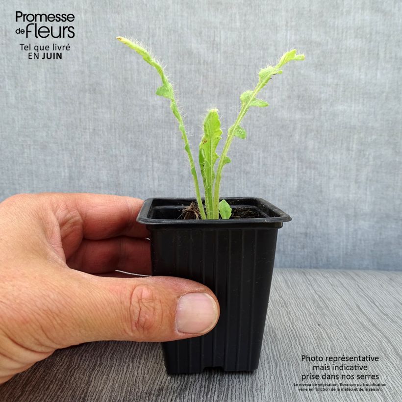 Exemplaar van Papaver orientale Beauty of Livermere - Oosterse papaver Kweekpotje van 7/8 cm zoals geleverd in de zomer
