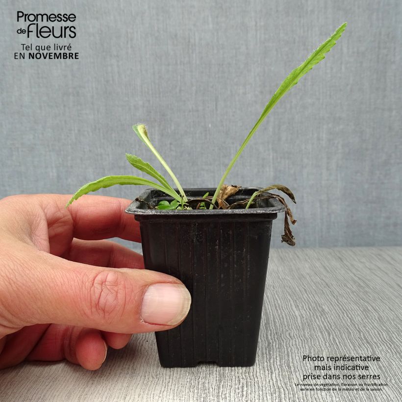 Exemplaar van Papaver orientale Brilliant - Oosterse papaver Kweekpotje van 7/8 cm zoals geleverd in de herfst