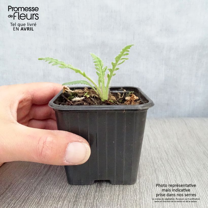 Exemplaar van Papaver orientale Brilliant - Oosterse papaver Kweekpotje van 7/8 cm zoals geleverd in de lente