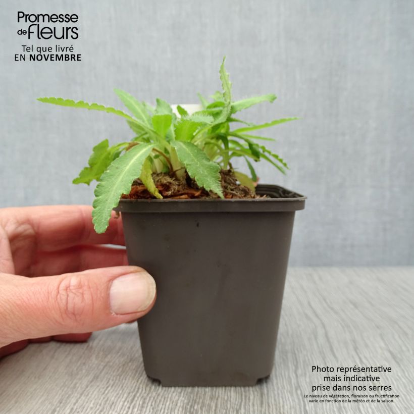 Exemplaar van Papaver orientale Patty's Plum - Oosterse papaver Kweekpotje van 8/9 cm zoals geleverd in de herfst