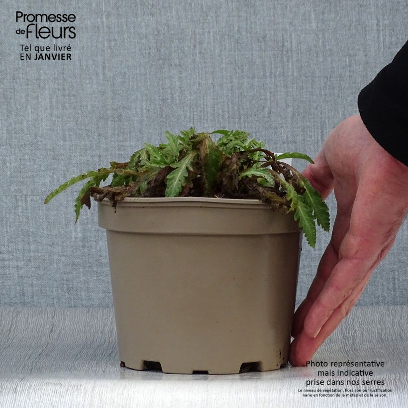 Exemplaar van Papaver orientale Patty's Plum - Oosterse papaver Pot van 2 l/3 l zoals geleverd in de winter