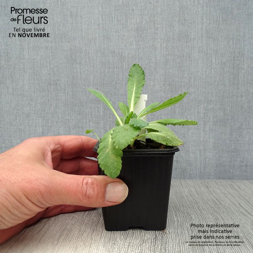 Exemplaar van Papaver orientale Perry's White - Oosterse papaver Kweekpotje van 8/9 cm zoals geleverd in de herfst