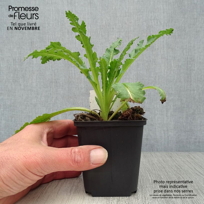 Exemplaar van Papaver orientale Princess Victoria Louise - Oosterse papaver Kweekpotje van 7/8 cm zoals geleverd in de herfst