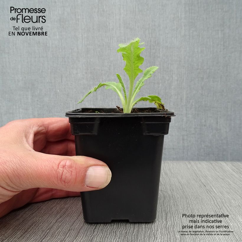 Exemplaar van Papaver orientale Allegro - Oosterse papaver Kweekpotje van 7/8 cm zoals geleverd in de herfst