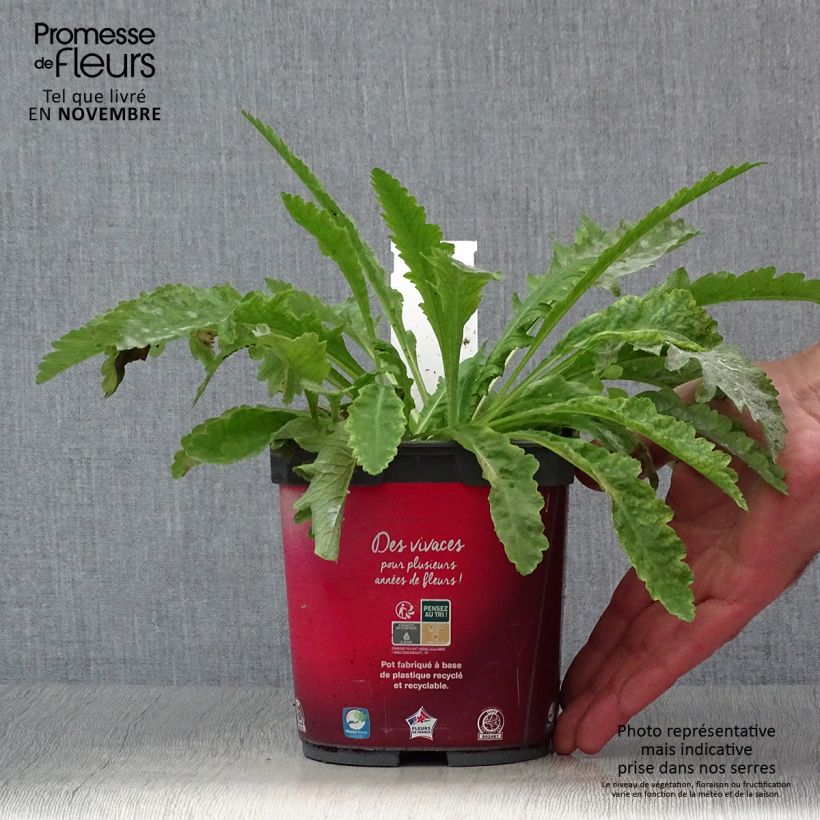 Exemplaar van Papaver orientale Allegro - Oosterse papaver Pot van 2 l/3 l zoals geleverd in de herfst