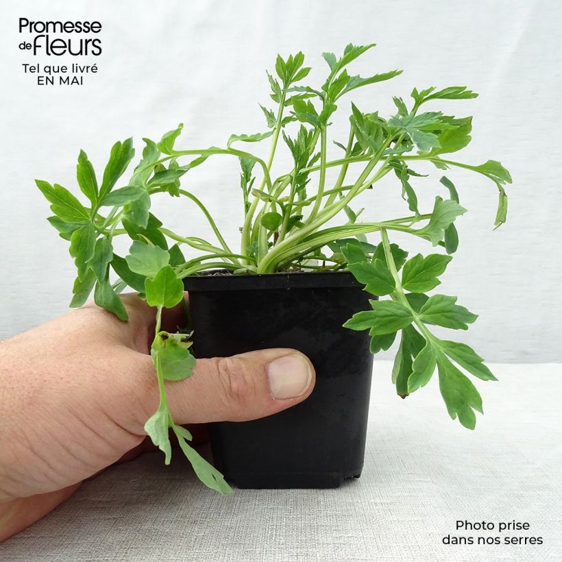 Exemplaar van Meconopsis cambrica - Schijnpapaver Kweekpotje van 8/9 cm zoals geleverd in de lente