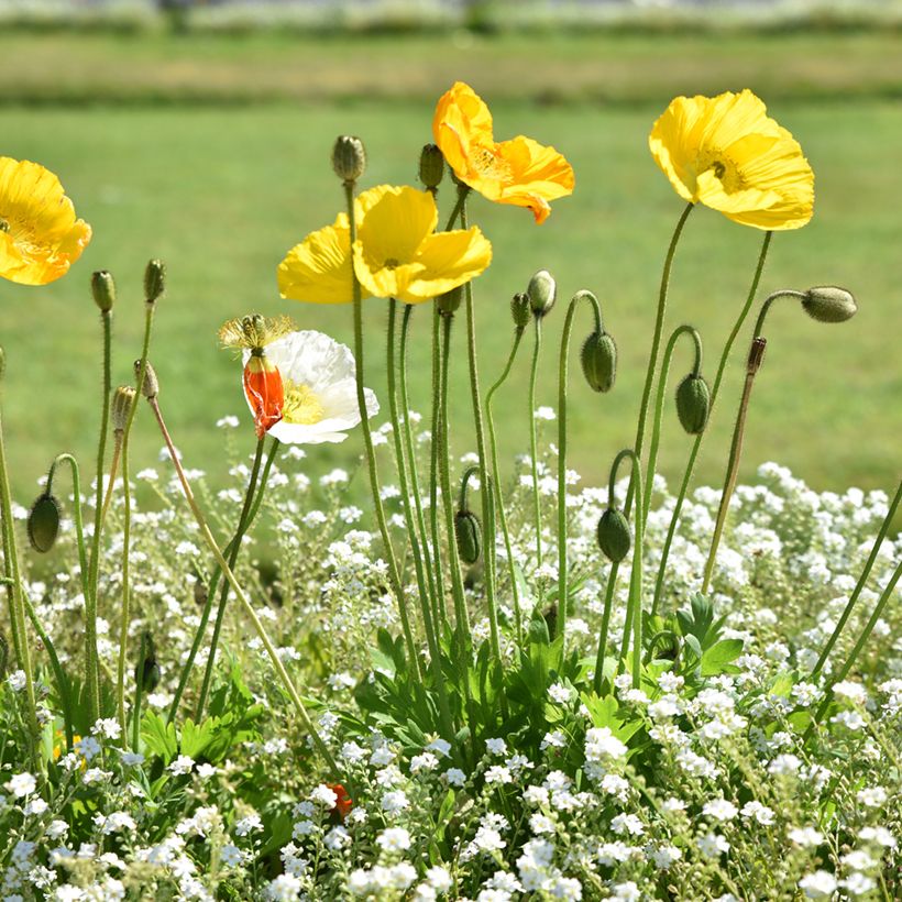 Meconopsis cambrica - Schijnpapaver (Groeiplaats)