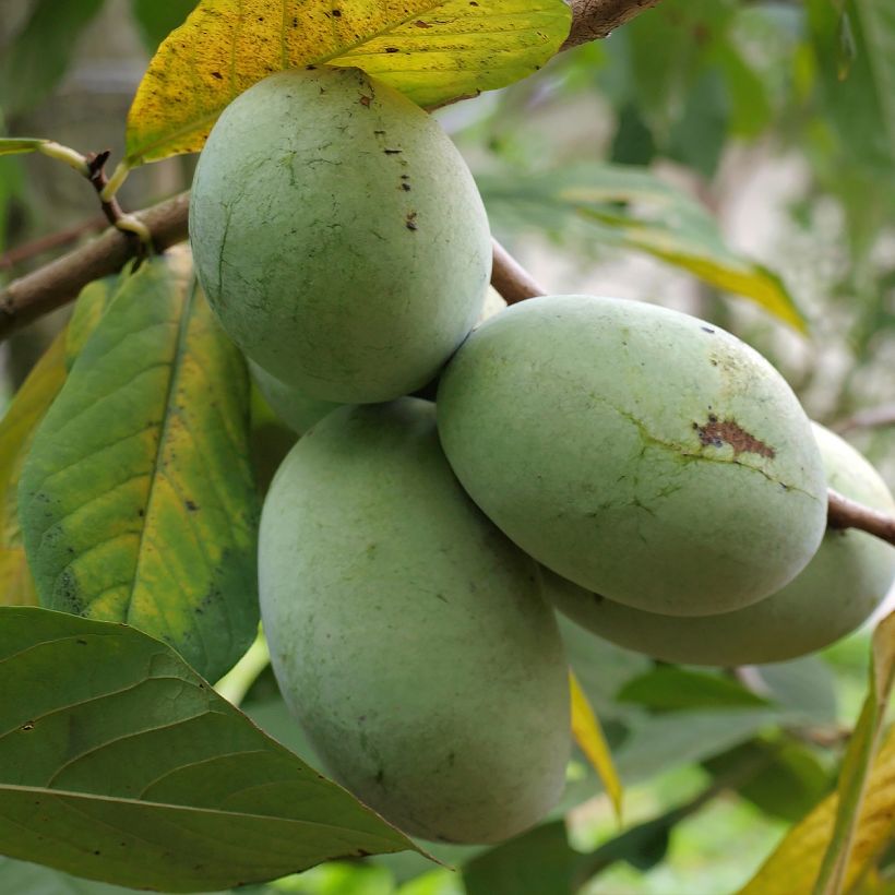Pawpaw Allegheny - Asimina triloba (Oogst)