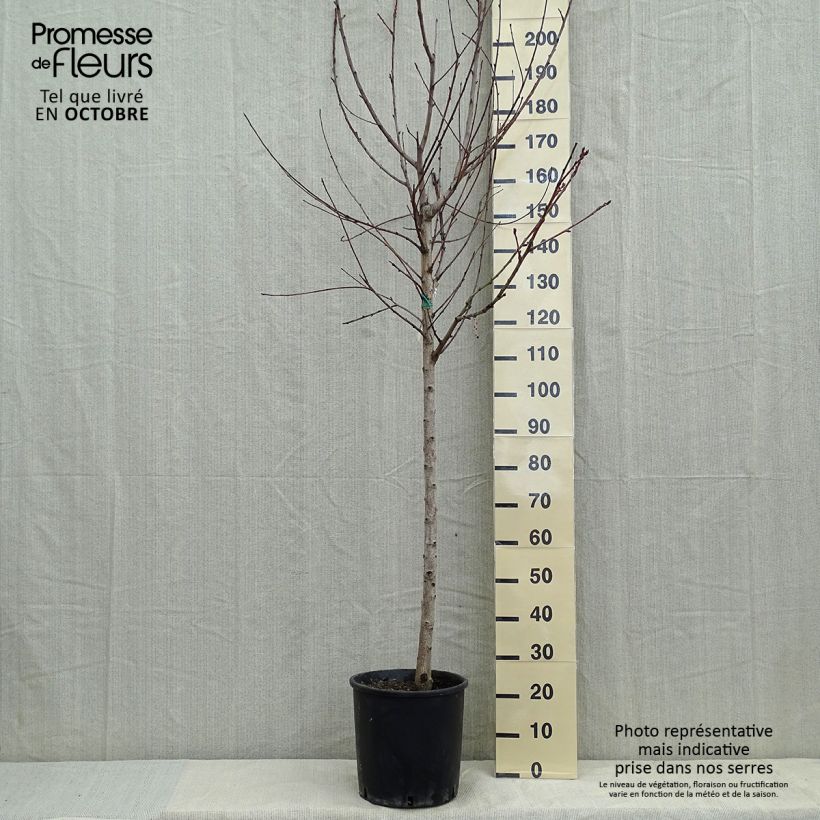Exemplaar van Perzik Amsden Pot van 7,5 l/10 l, Half-hoge stam zoals geleverd in de herfst