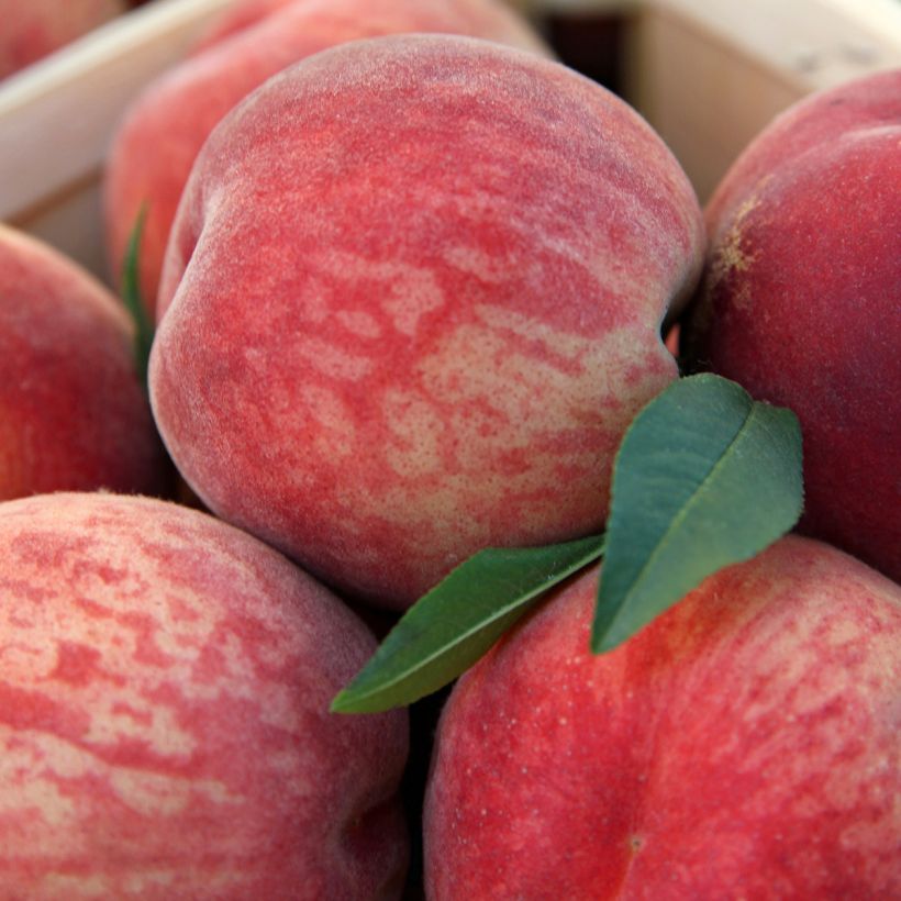 Perzik Andromède (Oogst)