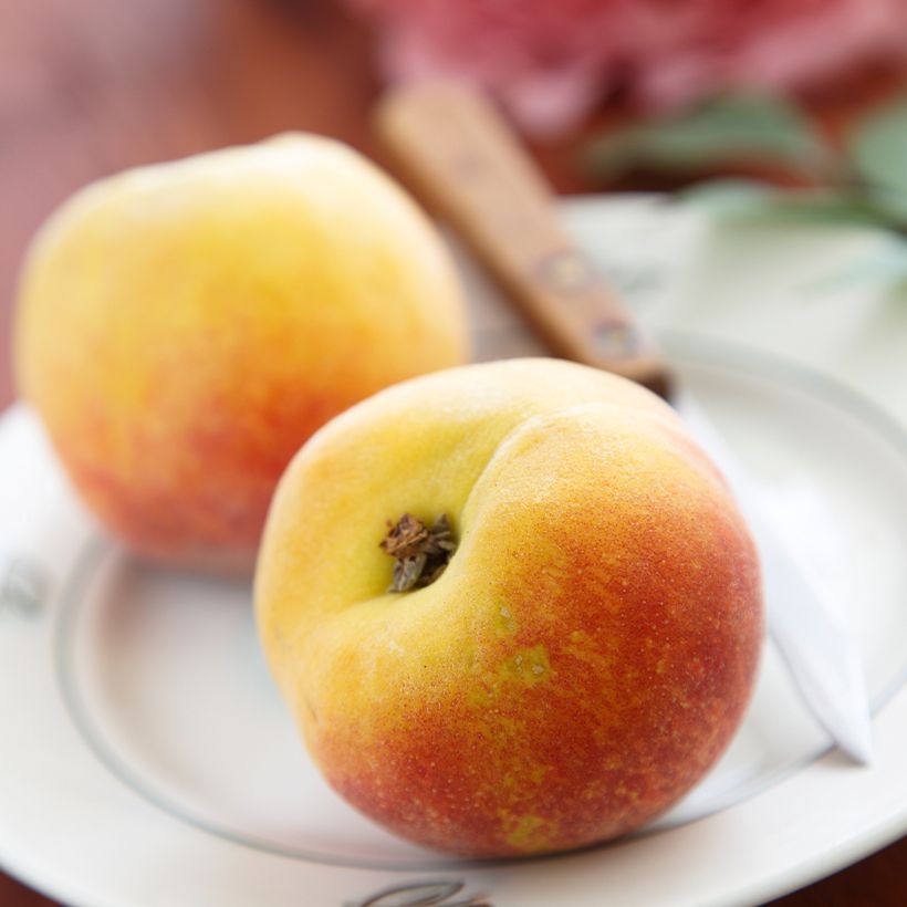Perzik Mooie van Anjou BIO (Oogst)