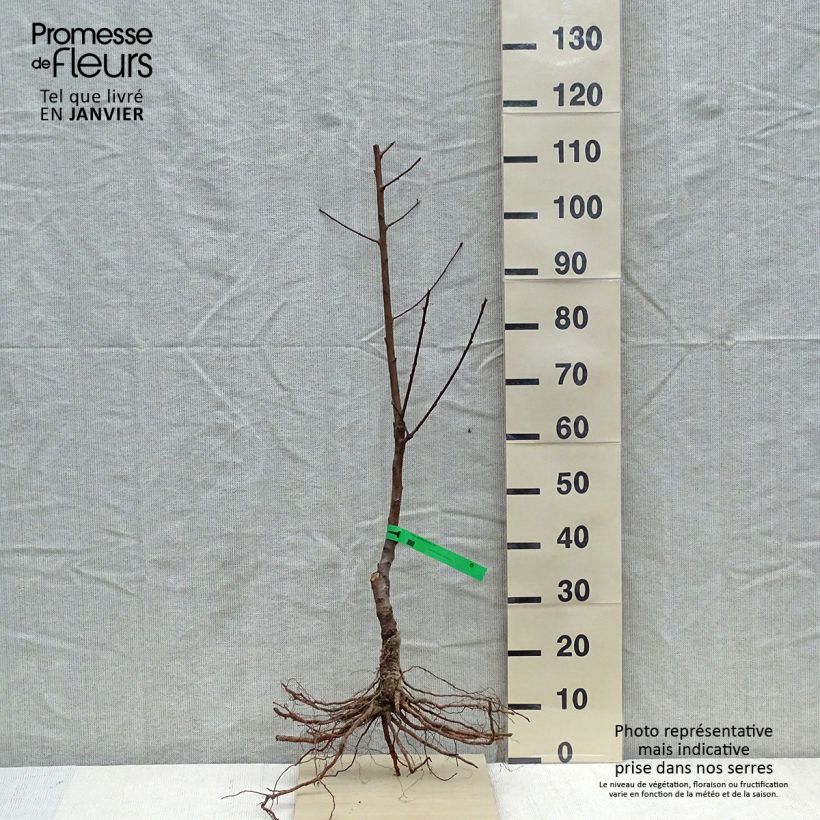 Exemplaar van Perzik Charles Ingouf Naakte wortel, Onderstam zoals geleverd in de winter