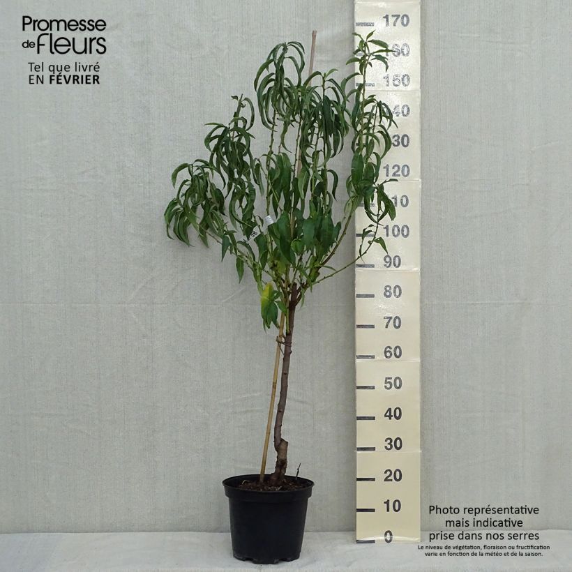 Exemplaar van Perzik Charles Ingouf Pot van 7,5 l/10 l, Kelkvormig zoals geleverd in de herfst