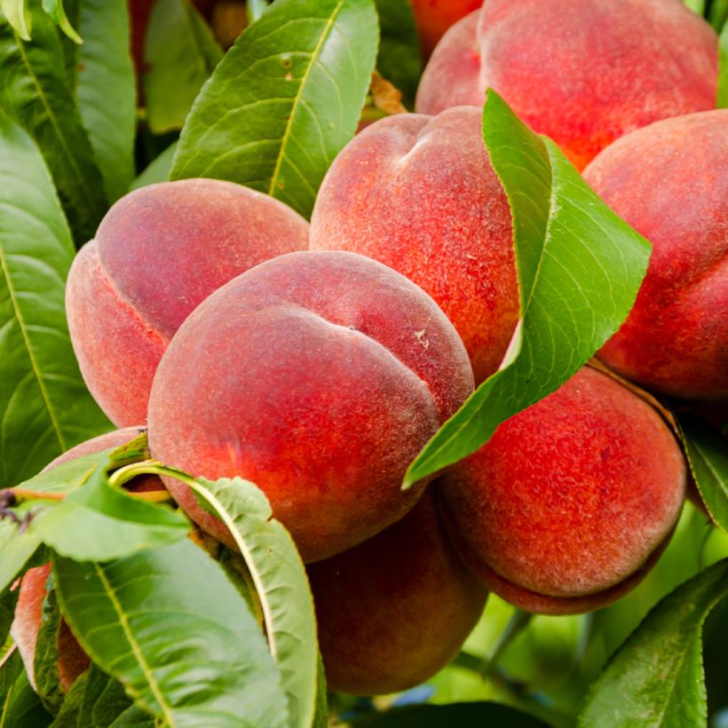 Perzik Charles Ingouf (Oogst)