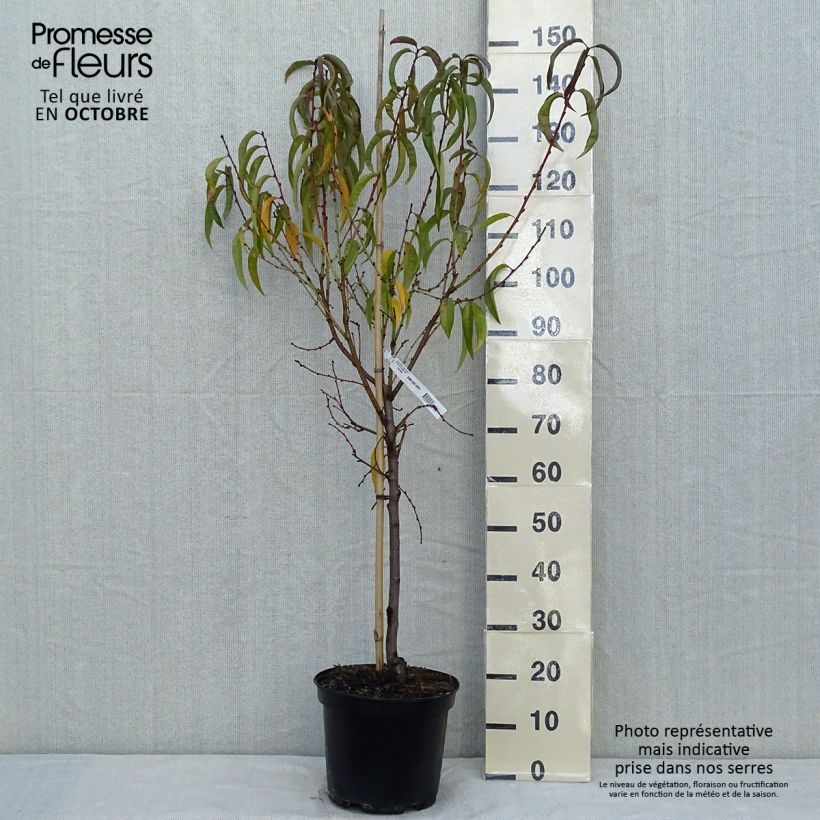 Exemplaar van Perzik Dixired Pot van 7,5 l/10 l, Kelkvormig zoals geleverd in de herfst