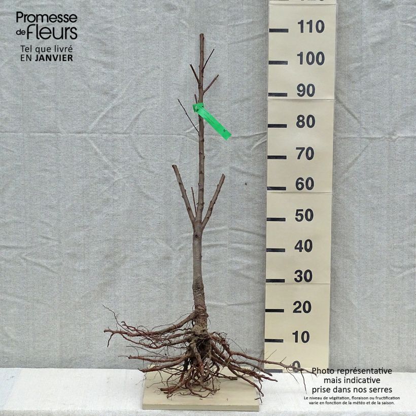 Exemplaar van Perzik Jalousia Naakte wortel, Onderstam zoals geleverd in de winter