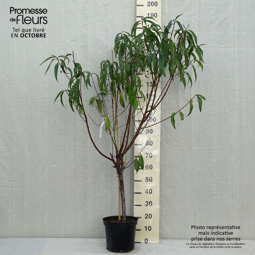 Exemplaar van Perzik Michelini Pot van 7,5 l/10 l, Kelkvormig zoals geleverd in de herfst