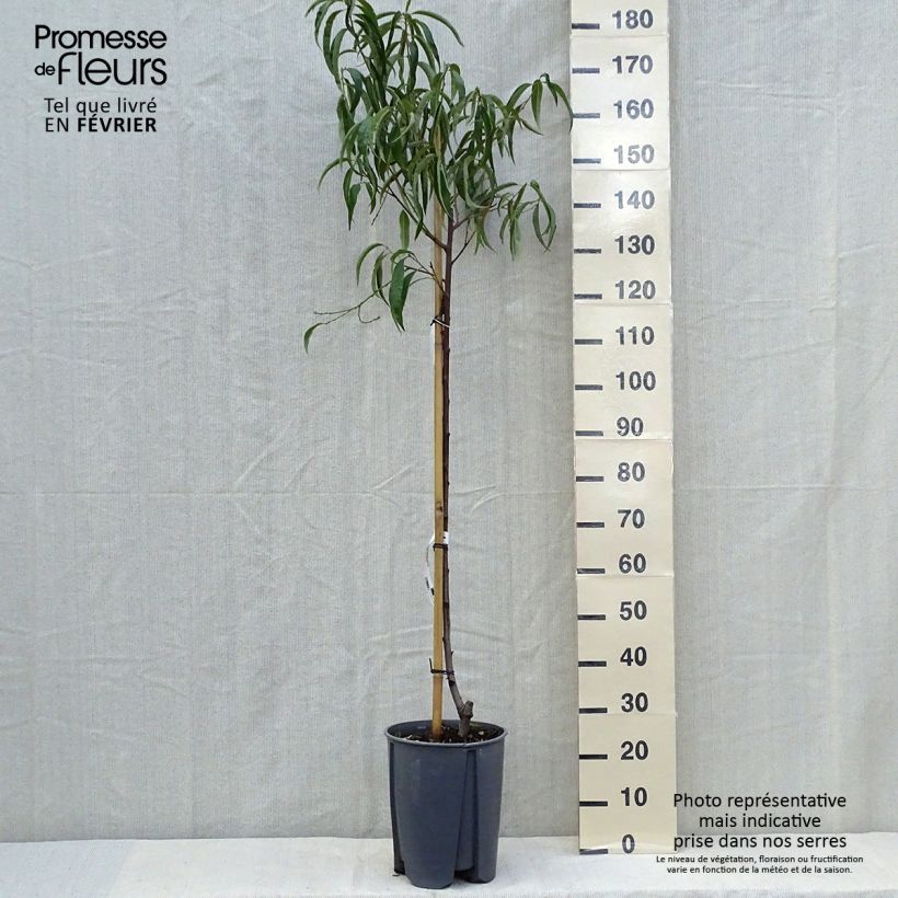 Exemplaar van Pêcher - Prunus persica Sanguine Pot de 7,5L/10L, Demi-Tige zoals geleverd in de herfst