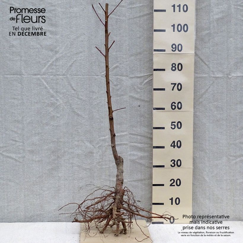 Exemplaar van Perzikboom Red Robin Bio Blote-wortel zoals geleverd in de winter