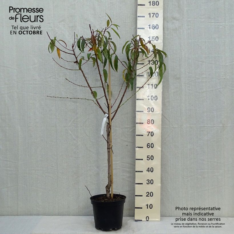 Exemplaar van Perzik Redhaven Pot van 7,5 l/10 l, Kelkvormig zoals geleverd in de herfst
