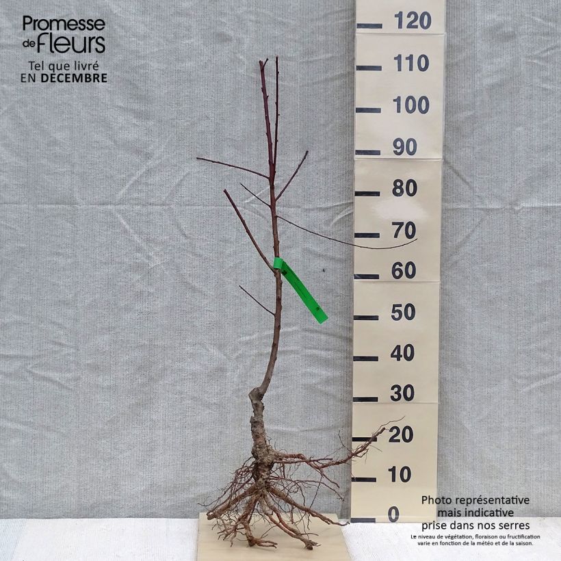 Exemplaar van Bloedperzik Sanguine vineuse BIO Naakte wortel, Onderstam zoals geleverd in de winter