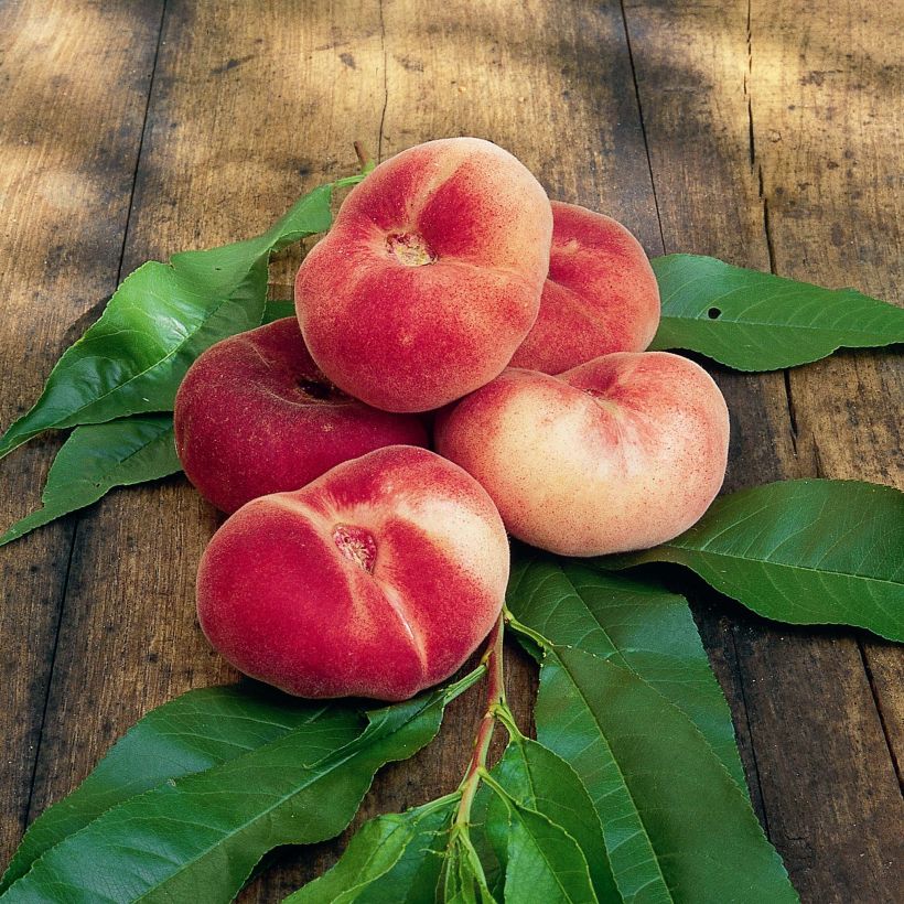 Platte perzik Saturne Georges Delbard (Harvest)