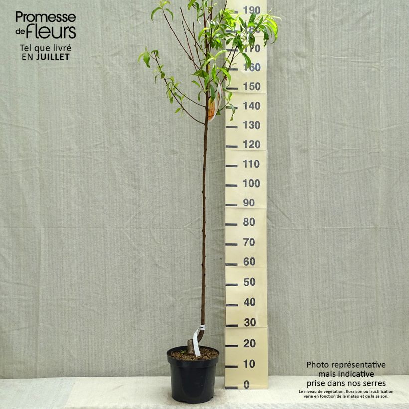Exemplaar van Perzik Suncrest Pot van 7,5 l/10 l, Half-hoge stam zoals geleverd in de zomer