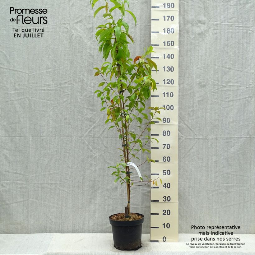 Exemplaar van Perzik Suncrest Pot van 7,5 l/10 l, Kelkvormig zoals geleverd in de zomer