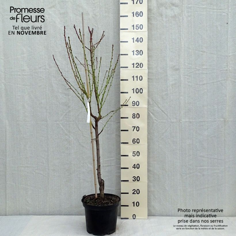 Exemplaar van Perzik Téton de Venus Pot van 7,5 l/10 l, Kelkvormig zoals geleverd in de herfst