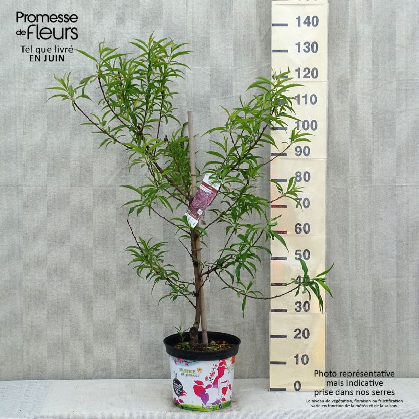 Exemplaar van Prunus persica Taoflora Pink - Perzik Pot van 7,5 l/10 l, Kroonhoogte zoals geleverd in de lente
