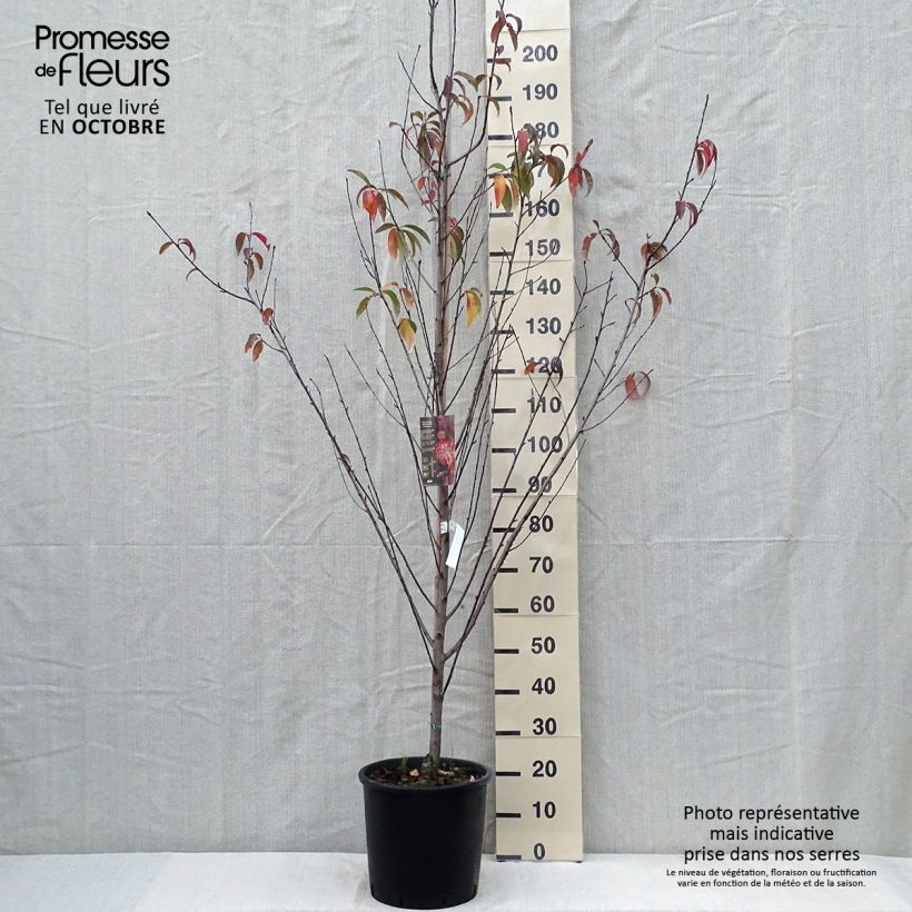 Exemplaar van Prunus persica Taoflora Red biologisch - Perzik Pot van 7,5 l/10 l, Kroonhoogte zoals geleverd in de herfst