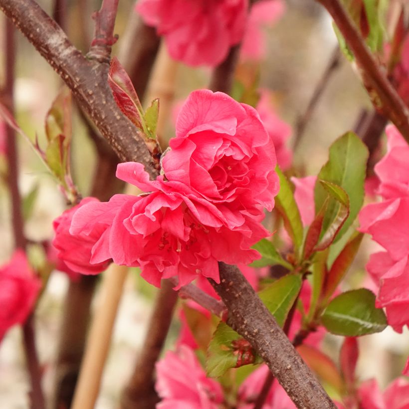 Prunus persica Taoflora Red biologisch - Perzik (Blad)