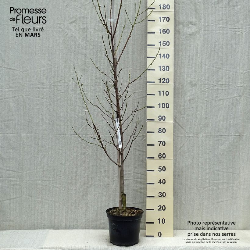 Exemplaar van Prunus persica Taoflora White - Perzik Pot van 7,5 l/10 l, Kroonhoogte zoals geleverd in de lente