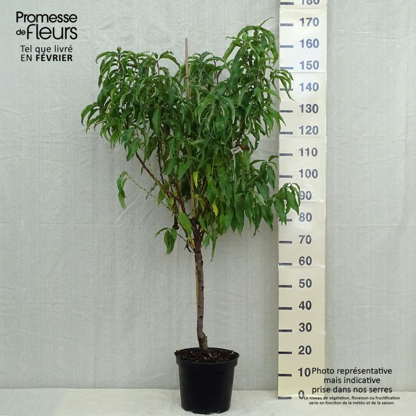 Exemplaar van Perzik De Vigne Jaune Pot van 7,5 l/10 l, Kelkvormig zoals geleverd in de herfst