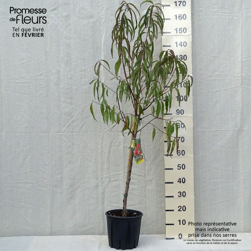 Exemplaar van Perzik De Vigne Blanche Pot van 7,5 l/10 l, Kelkvormig zoals geleverd in de herfst