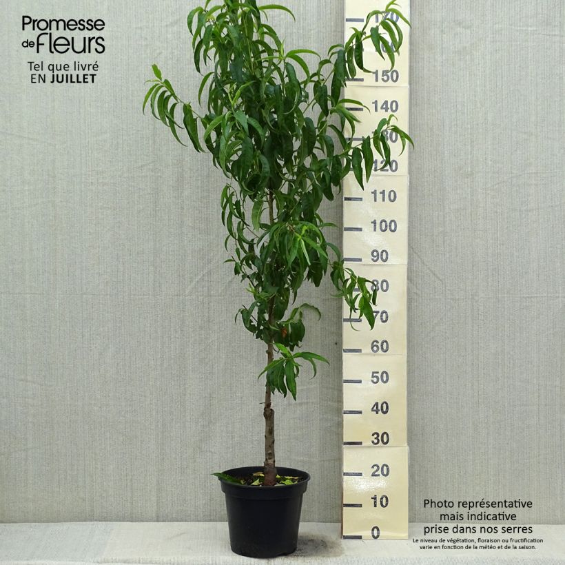 Exemplaar van Perzik De Vigne Blanche Pot van 7,5 l/10 l, Kelkvormig zoals geleverd in de zomer