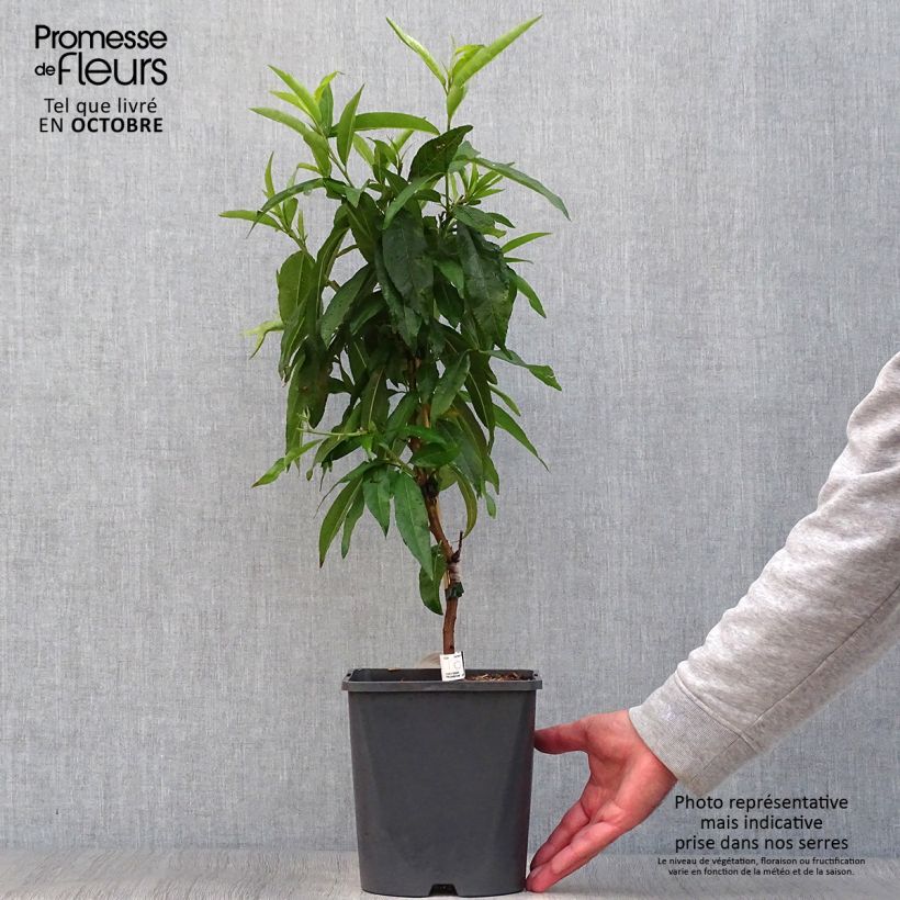 Exemplaar van Dwergperzik Fruit Me Peach Me Red Pot van 4 l/5 l, Dwerg zoals geleverd in de herfst