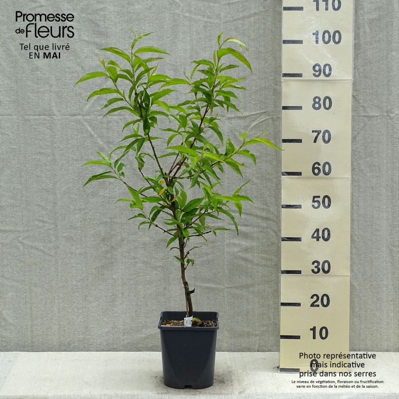 Example of Dwergperzik Fruit Me Peach Me Red Pot van 4 l/5 l, Dwerg as you get in printemps
