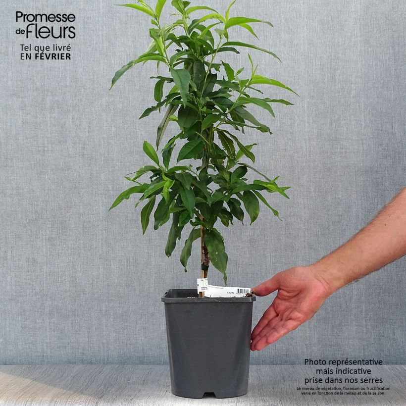 Exemplaar van Dwergperzik Fruit Me Peach Me Yellow Pot van 4 l/5 l, Dwerg zoals geleverd in de herfst