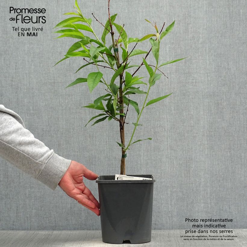 Exemplaar van Dwergperzik Fruit Me Peach Me Yellow Pot van 4 l/5 l, Dwerg zoals geleverd in de lente