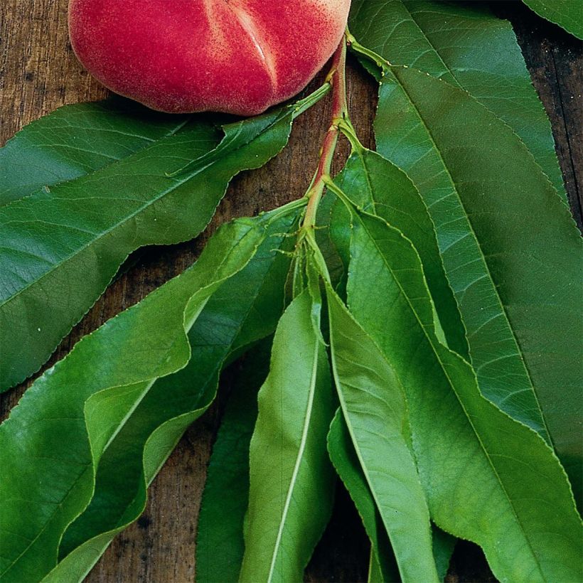 Dwergperzik Fruit Me Peach Me Donut (Blad)