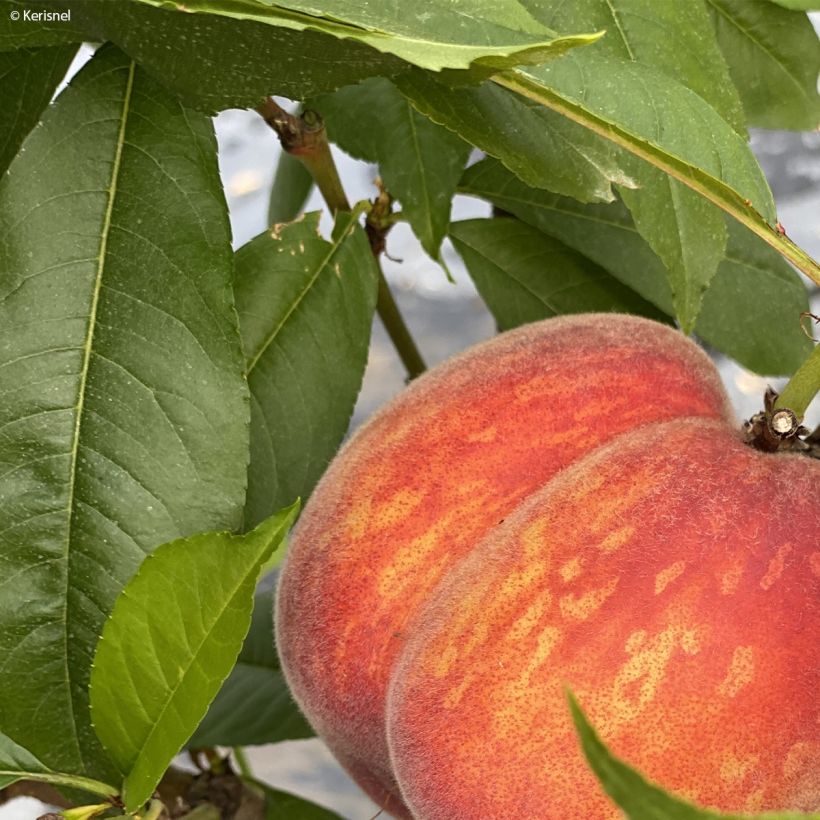 Dwergperzik Fruit Me Peach Me Red (Foliage)
