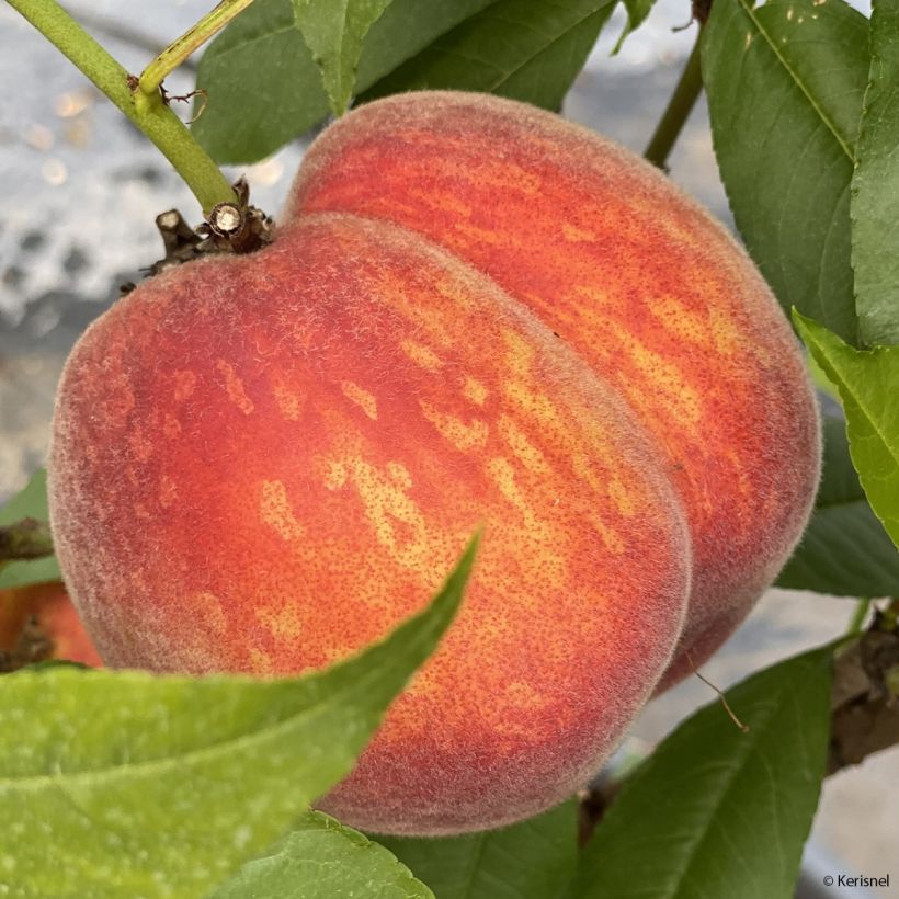 Dwergperzik Fruit Me Peach Me Red (Harvest)