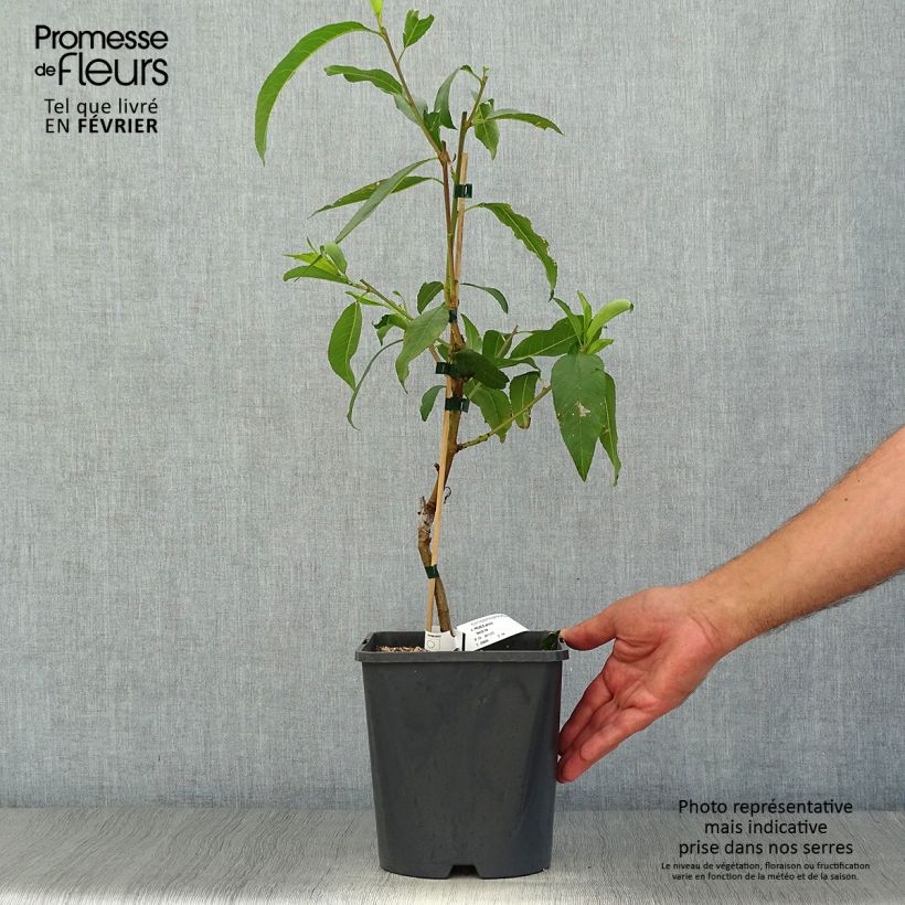 Exemplaar van Dwergnectarine Fruit Me Necta Me Pot van 4 l/5 l, Dwerg zoals geleverd in de herfst