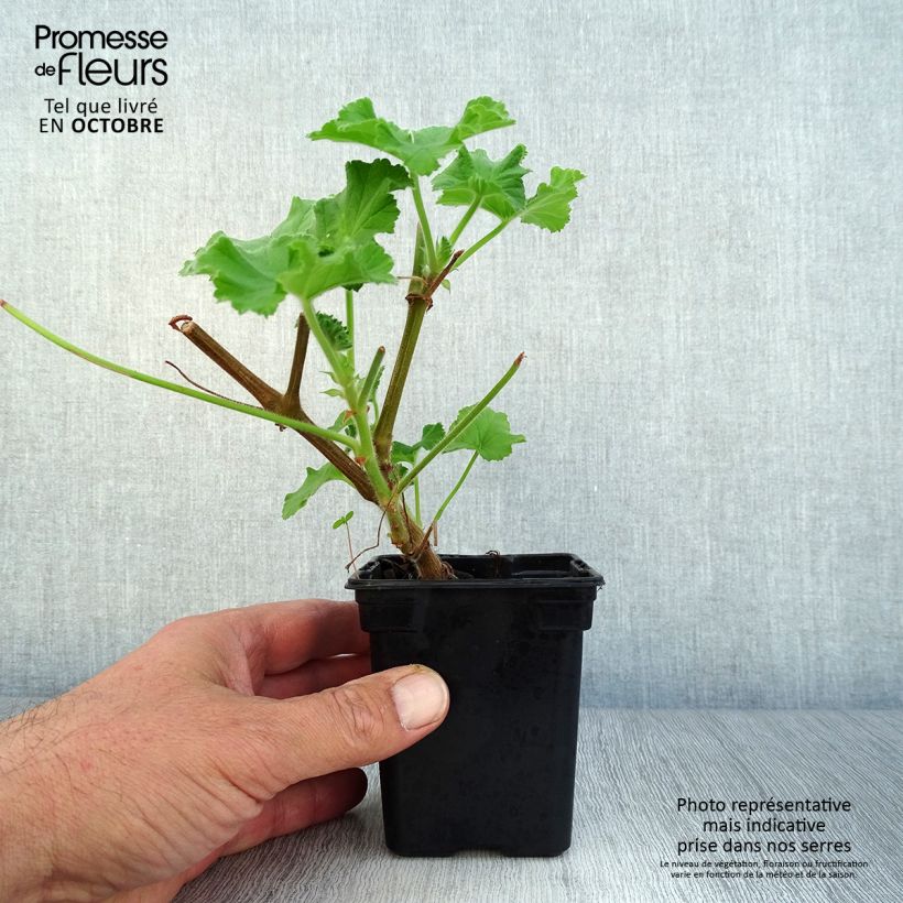 Exemplaar van Pelargonium Atomic Snowflake - Citroengeranium Kweekpotje van 7/8 cm zoals geleverd in de herfst