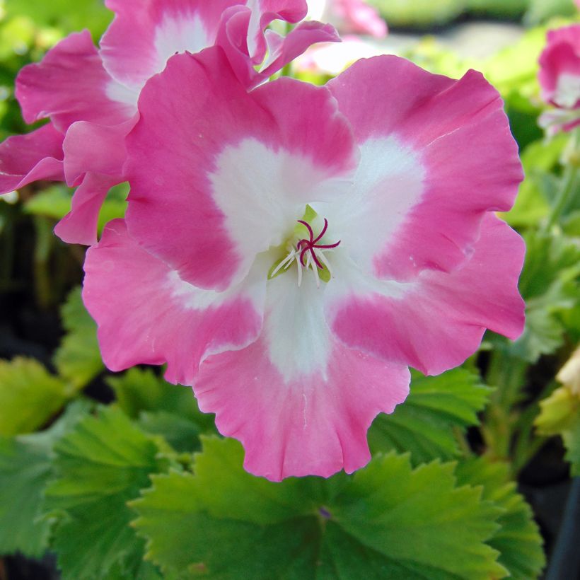 Pelargonium Bermuda Pink - Engelse geranium (Bloei)