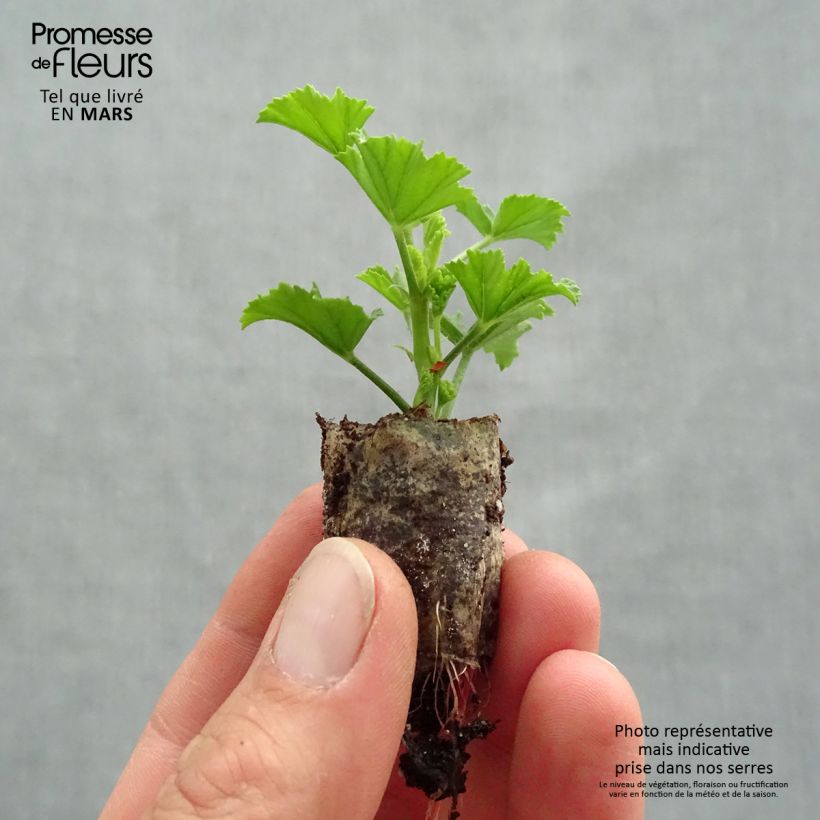 Exemplaar van Pelargonium Angel Eyes Bicolor Purple White Mini-mot Ø 1,5/2,5 cm zoals geleverd in de lente