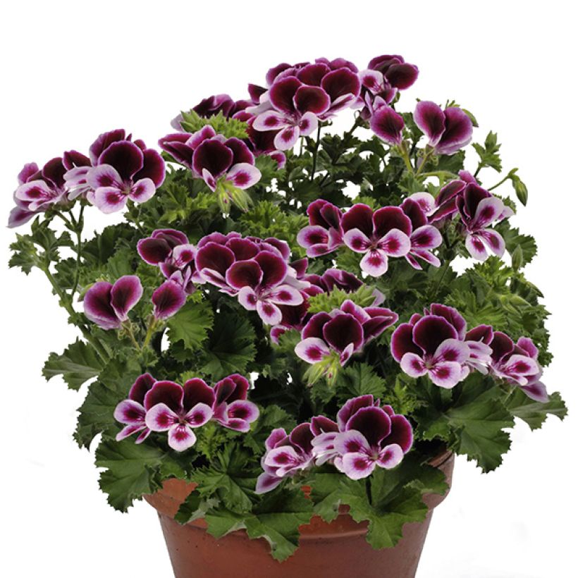 Pelargonium Angel's Perfume - Engelse geranium (Groeiplaats)