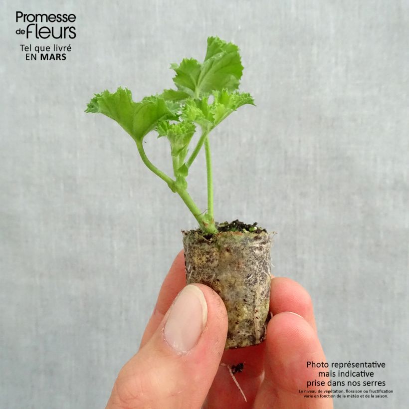 Exemplaar van Pelargonium Angel's Perfume - Engelse geranium Mini-mot Ø 3/4 cm zoals geleverd in de lente